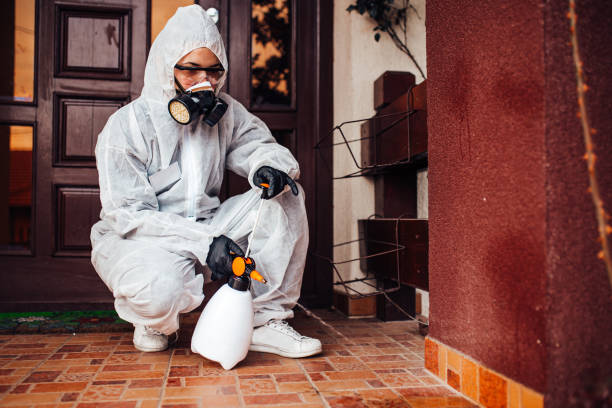 Reliable Wasp Removal contractor in Bellaire, TX by Show Me Pest Control